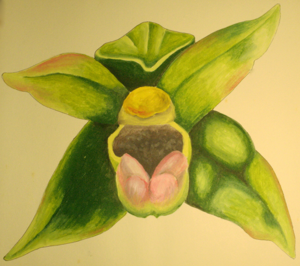 Epipactis persica gracilis DIS01.jpg © Enrico Blasutto