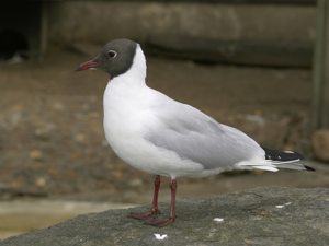 Chroicocephalus ridibundus (summer).jpg © Hans Hillewaert