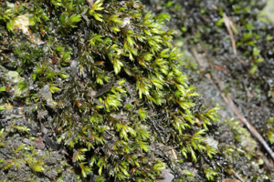 Schistidium rivulare (a, 144638-481306) 9152.JPG © HermannSchachner