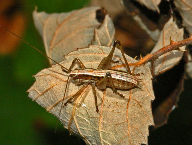 Tettigoniidae - Yersinella raymondi.JPG &copy; Hectonichus
