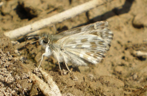 Carcharodus baeticus.jpg © Joan Carles Hinojosa Galisteo
