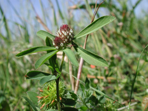 Trif bocconei003.JPG © Dr. Marco Iocchi