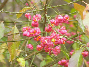 Euonymus europaeus2.jpg © Kurt Stüber [1]