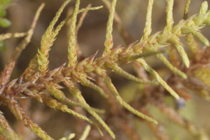 Abietinella abietina 0757.jpg © HermannSchachner