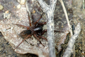 Cryphoeca.silvicola.female.jpg © James K. Lindsey