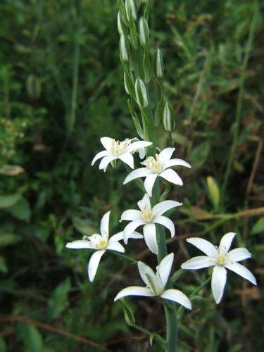 Ornithogalum pyramidale 02.JPG &copy; Pipi69e