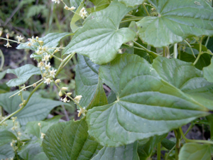 Tamus communis.jpg © Commons