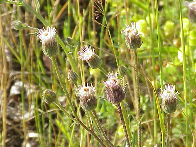 Erigeron acre0.jpg &copy; Kurt Stüber [1]