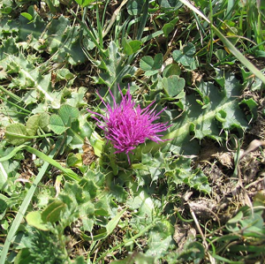 Cirse acaule.jpg © Commons