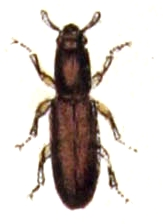 Corticeus.unicolor.-.calwer.47.04.jpg © Commons