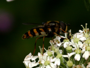 Eriozona erratica1.jpg © Sandy Rae
