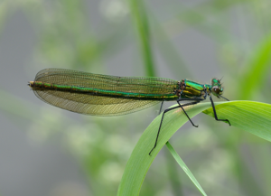 Calopteryx splendens qtl2.jpg © Quartl