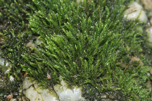 Hygroamblystegium fluviatile (a, 144640-481259) 3023.JPG © HermannSchachner