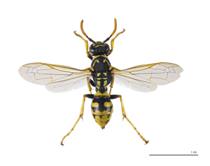Polistes dominula MHNT.jpg © Didier Descouens
