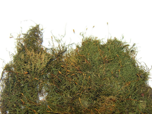 Amblystegium serpens resize.jpg © Algirdas, Lietuva