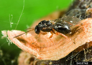 Dryocosmus kuriphilus.jpg © Gyorgy Csoka, Hungary Forest Research Institute, Bugwood.org