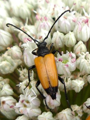 Paracorymbia fulva.jpg © Anevrisme