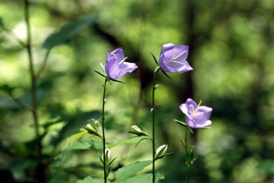 Campanule à feuilles de pêcher, Bâton-de-Jacob © Bernard Nicollet - Parc national des Ecrins