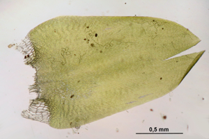 Calliergonella cuspidata (e, 144626-474801) 2925.JPG © HermannSchachner