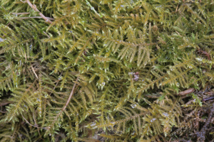 Cratoneuron filicinum (a, 144724-474812) 5782.jpg © HermannSchachner