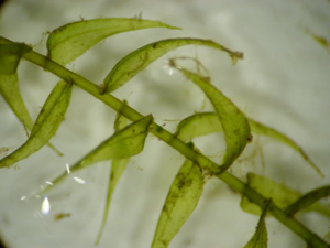 Drepanocladus aduncus detail.jpeg © Kristian Peters -- Fabelfroh 10:42, 2 March 2006 (UTC)