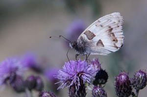 Hermite © Ludovic Imberdis - Parc national des Ecrins