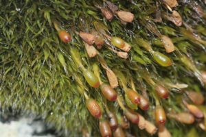 Grimmia donniana (b, 110229-471215) 4484.JPG © HermannSchachner