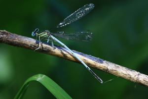 Platycnemis latipes © Damien Combrisson - Parc national des Ecrins