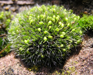 Grimmia pulvinata 2004.11.14 14.50.37.jpg © Michael Becker