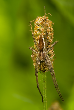 Pisaura mirabilis on Plantago lanceolata.jpg © Richard Bartz