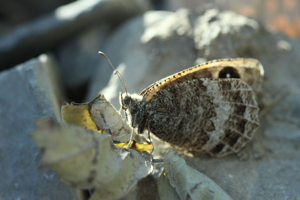 Petite coronide © Donovan Maillard - Parc national des Ecrins