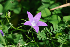 Campanule étoilée, Campanule étalée © Bernard Nicollet - Parc national des Ecrins
