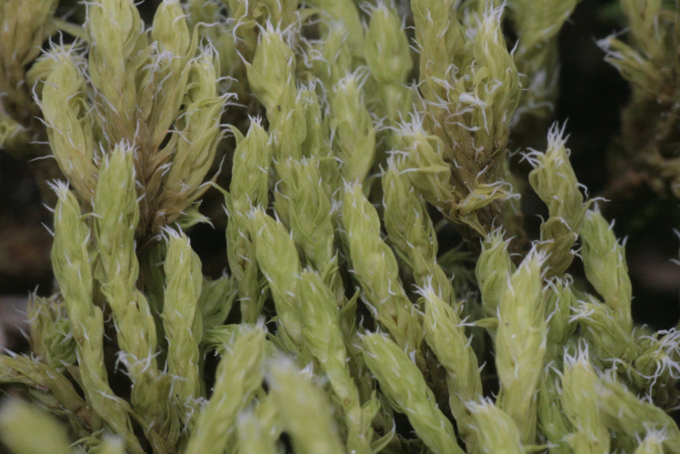 Niphotrichum canescens (b, 113327-471443) 7781.jpg &copy; HermannSchachner