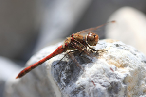 Sympétrum fascié - Mâle © Marc Corail - Parc national des Ecrins