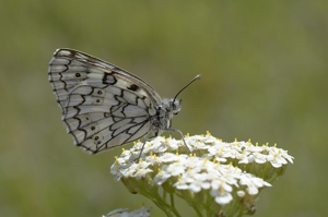 Echiquier de Russie © Gil Deluermoz - Parc national des Ecrins