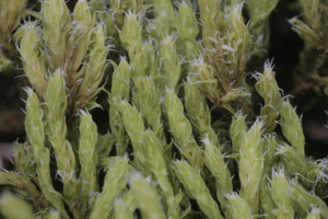 Niphotrichum canescens (b, 113327-471443) 7781.jpg © HermannSchachner