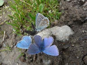 Azuré bleu-céleste (L'), Bel-Argus (Le), Argus bleu céleste (L'), Lycène Bel-Argus (Le), Argus bleu ciel (L') © Marion Digier - Parc national des Ecrins