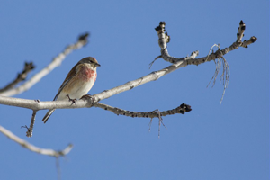 Linotte mélodieuse, mâle © Pascal Saulay - Parc national des Ecrins