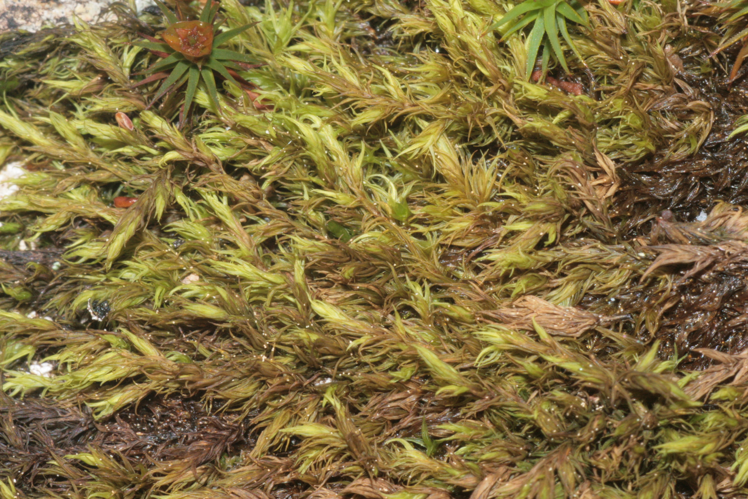 Codriophorus fascicularis (a, 141237-472401) 4530.JPG &copy; HermannSchachner