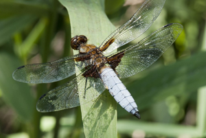 Libellule déprimée - Mâle © Olivier Warluzelle - Parc national des Ecrins