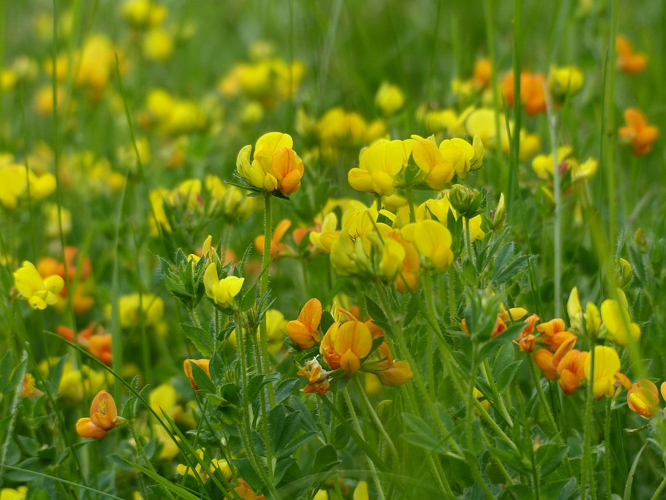 Lotier corniculé, Pied de poule, Sabot-de-la-mariée - prairie &copy; Ludovic Imberdis - Parc national des Ecrins