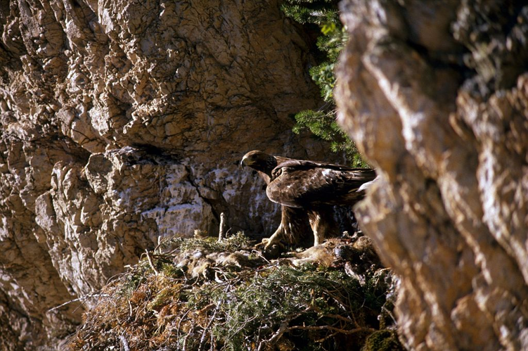 Aigle royal sur son aire &copy; Robert Chevalier - Parc national des Ecrins