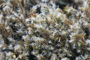 Racomitrium lanuginosum (c, 141022-472335) 0960.JPG © HermannSchachner