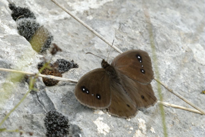 Grande Coronide (La), Pupillé (Le), Semi-Actéon (Le) © Mireille Coulon - Parc national des Ecrins