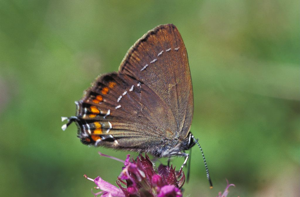 Thécla de l'yeuse © Joël Blanchemain - Parc national des Ecrins