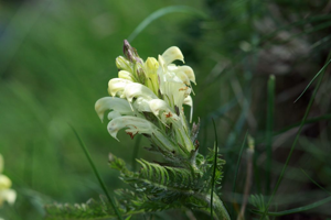 Pédiculaire chevelue © Cédric Dentant - Parc national des Ecrins