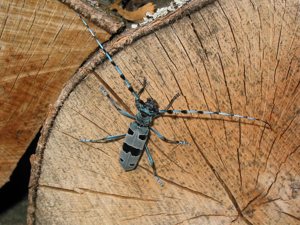 Rosalie des Alpes sur bois de hêtre tronçonné sur le site du Bouchet (le Périer) © Jean-Pierre Nicollet - Parc national des Ecrins