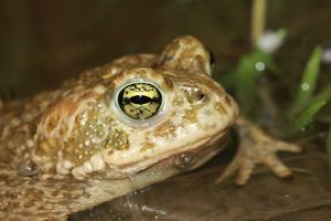 Crapaud calamite © Marc Corail - Parc national des Ecrins