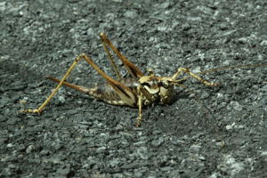 Antaxie marbrée - Femelle © Donovan Maillard - Parc national des Ecrins