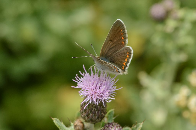 Aricia artaxerxes &copy; Mireille Coulon - Parc National des Ecrins